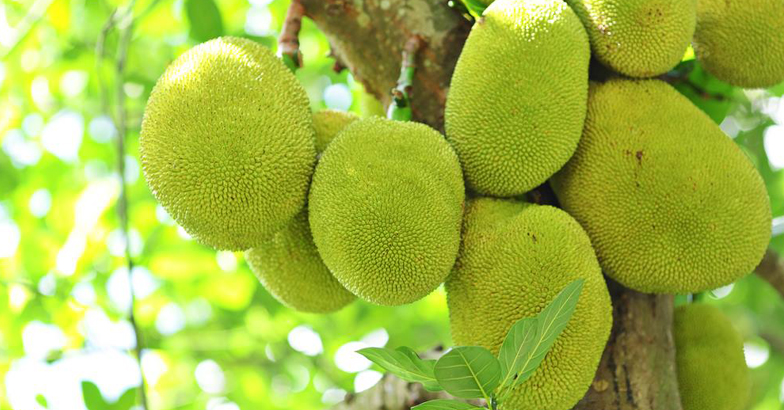 jackfruit