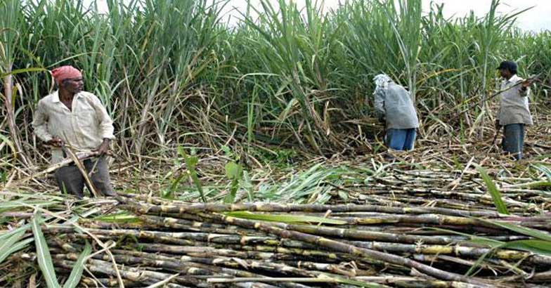 SUGAR-CANE